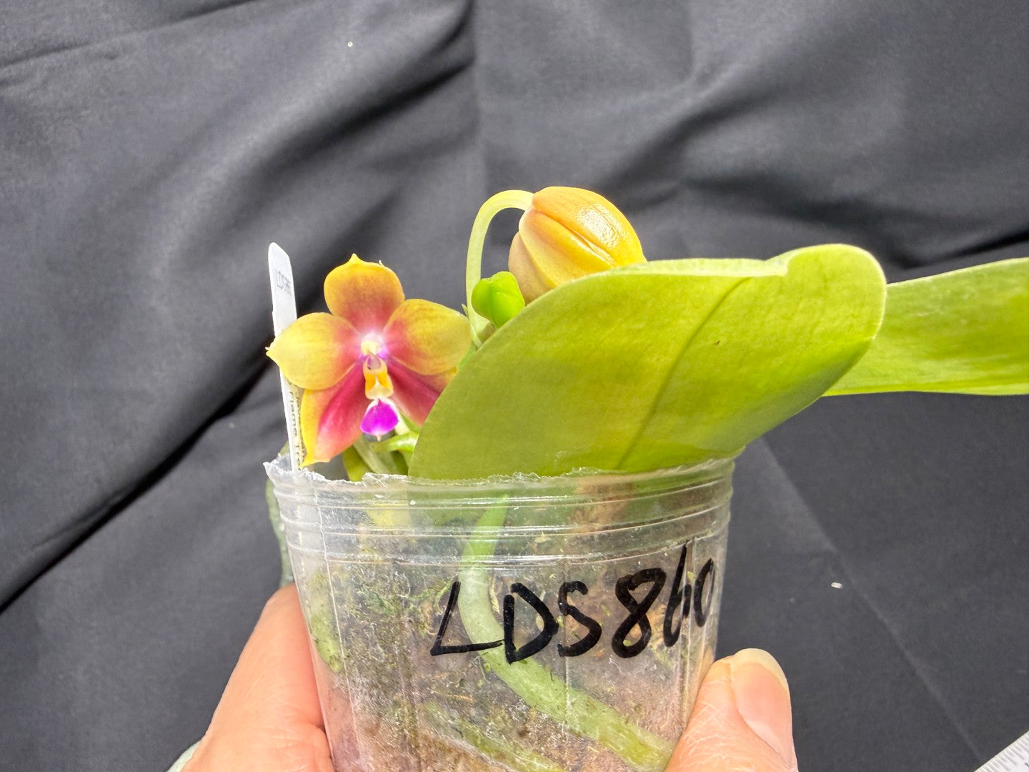 Phalaenopsis (LD Java Canary x LD Flame Tree) 260203 Flowering 2 spikes