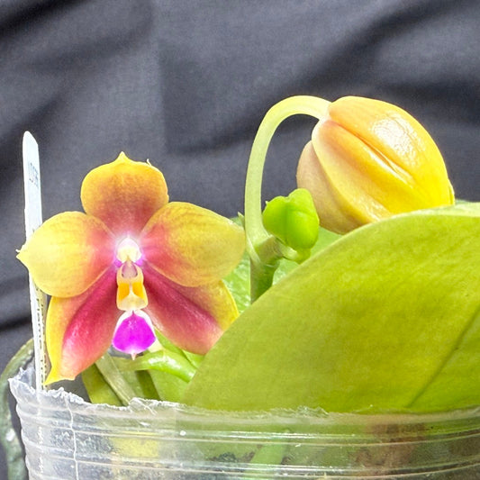 Phalaenopsis (LD Java Canary x LD Flame Tree) 260203 Flowering 2 spikes