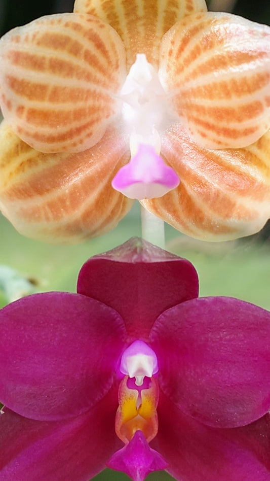 Phalaenopsis (LD Java Canary x LD Flame Tree) Seed grown