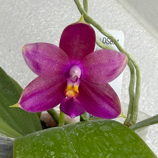 Phalaenopsis (Mituo Ambo X violacea f. Indigo) 250721 Flowering