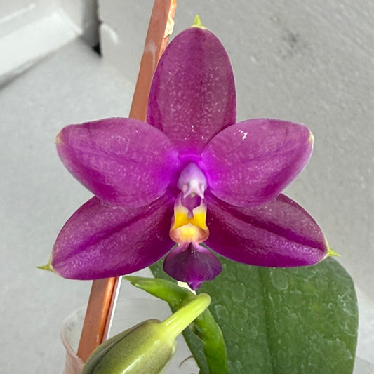 Phalaenopsis (Mituo Ambo X violacea f. Indigo) 250727 Flowering