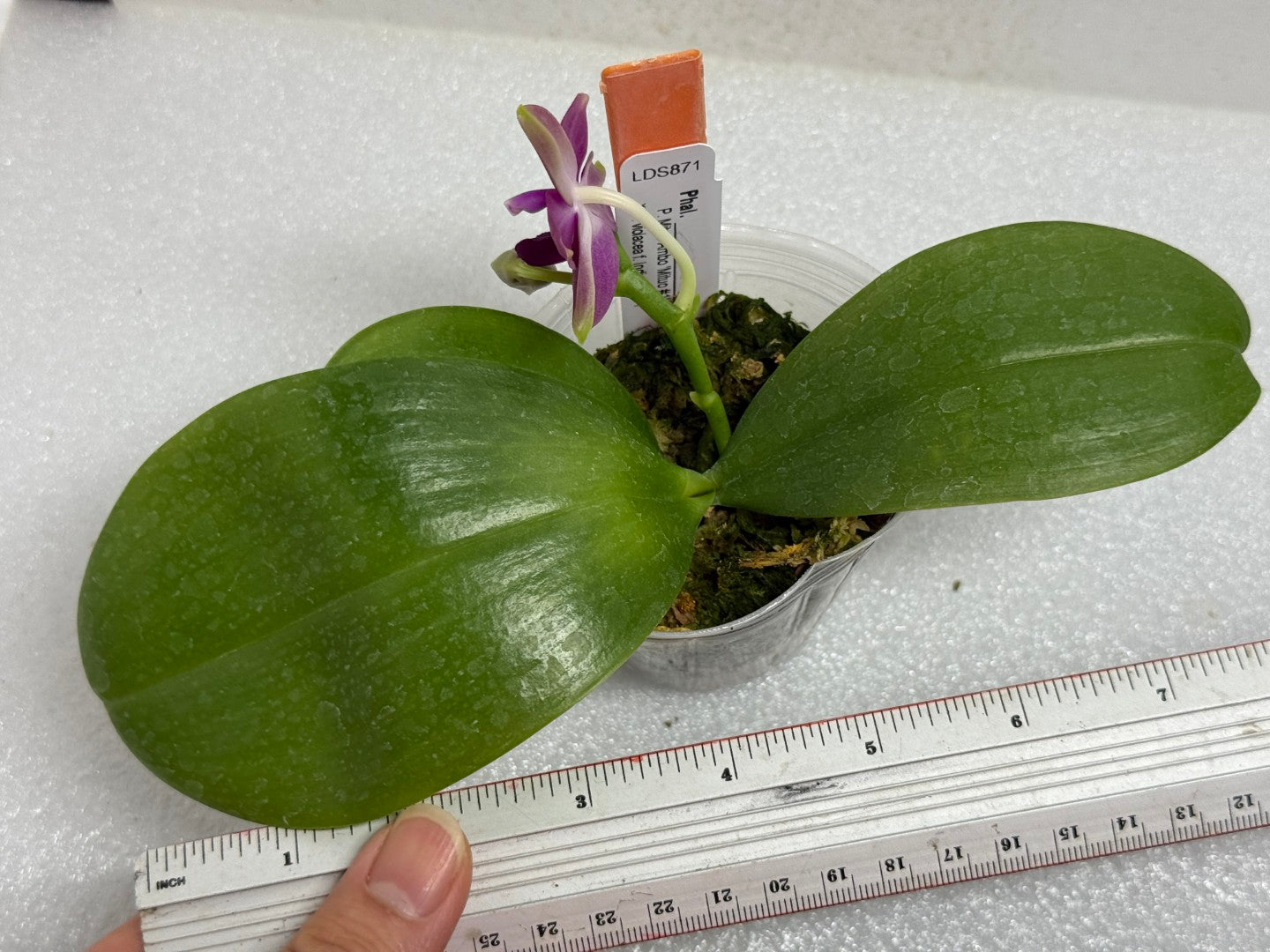 Phalaenopsis (Mituo Ambo X violacea f. Indigo) 250727 Flowering