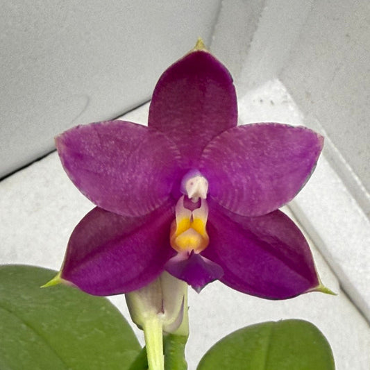 Phalaenopsis (Mituo Ambo X violacea f. Indigo) Seed grown