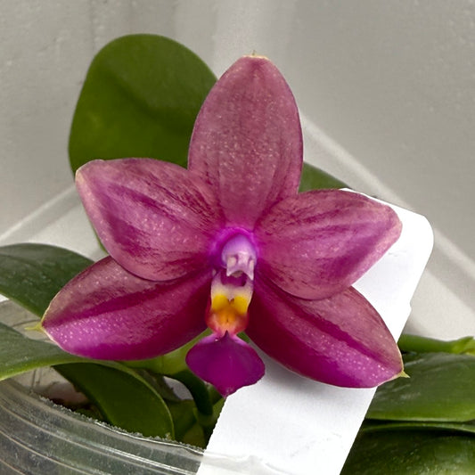 Phalaenopsis (Mituo Ambo X violacea f. Indigo) 250809 Flowering