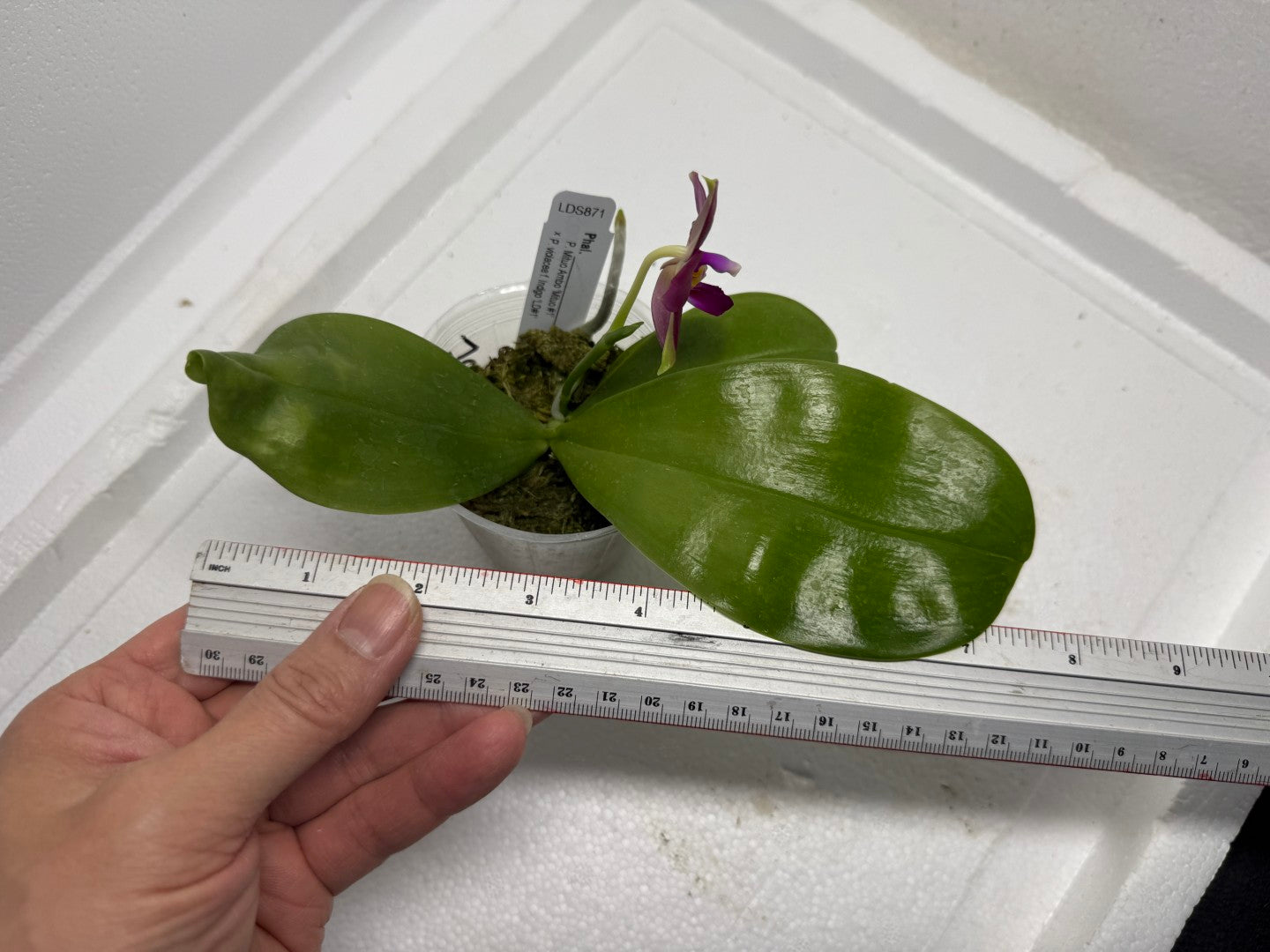 Phalaenopsis (Mituo Ambo X violacea f. Indigo) 250819-A Flowering