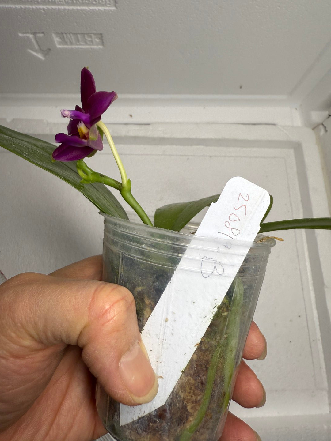 Phalaenopsis (Mituo Ambo X violacea f. Indigo) 250819-B Flowering