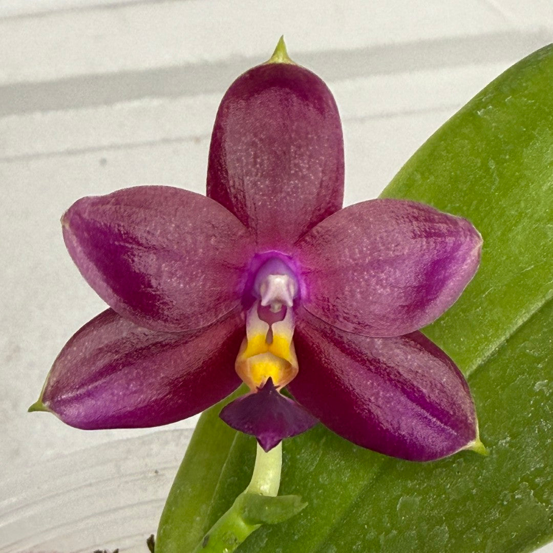Phalaenopsis (Mituo Ambo X violacea f. Indigo) 250819-C Flowering