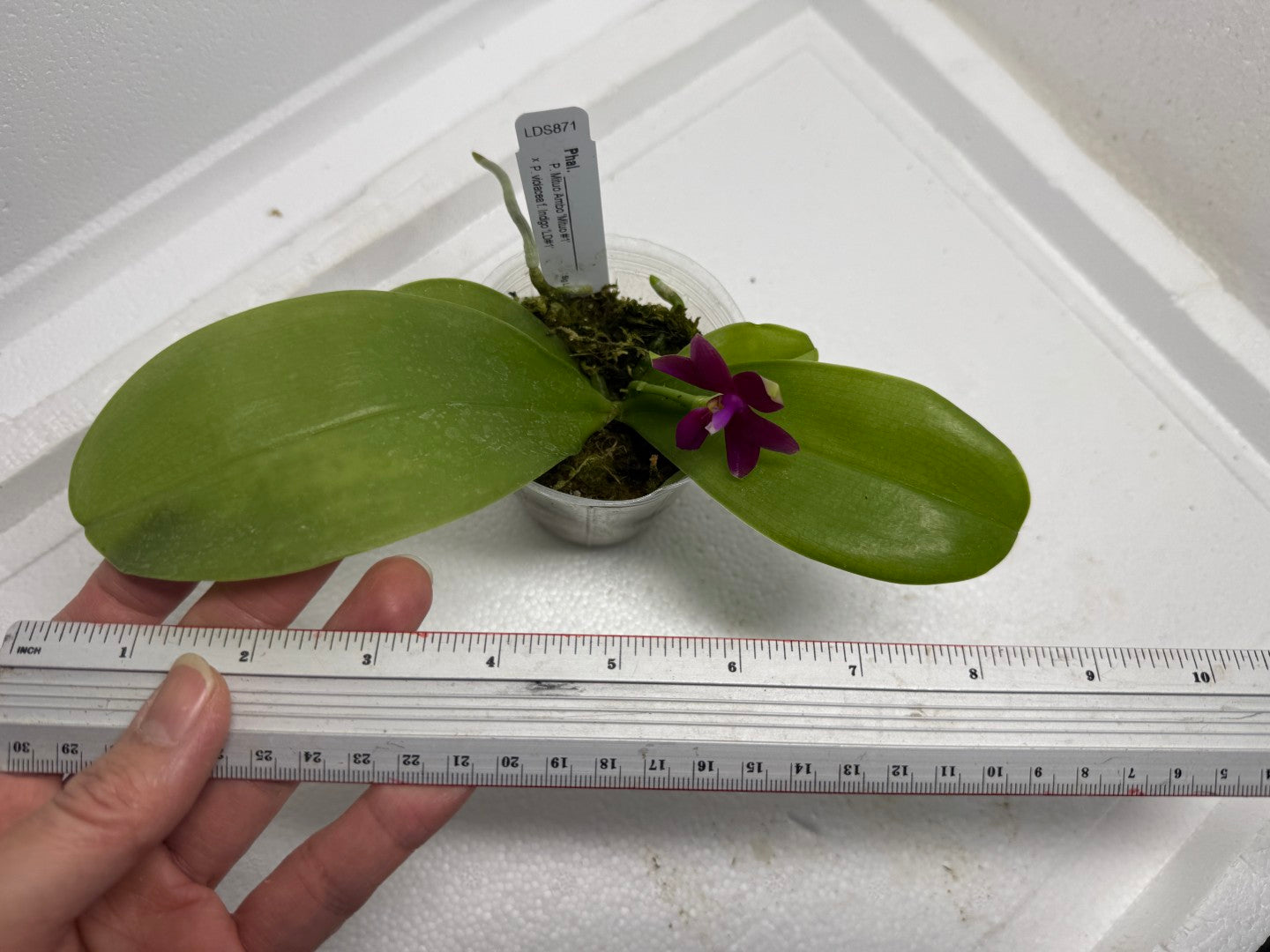 Phalaenopsis (Mituo Ambo X violacea f. Indigo) 250819-C Flowering
