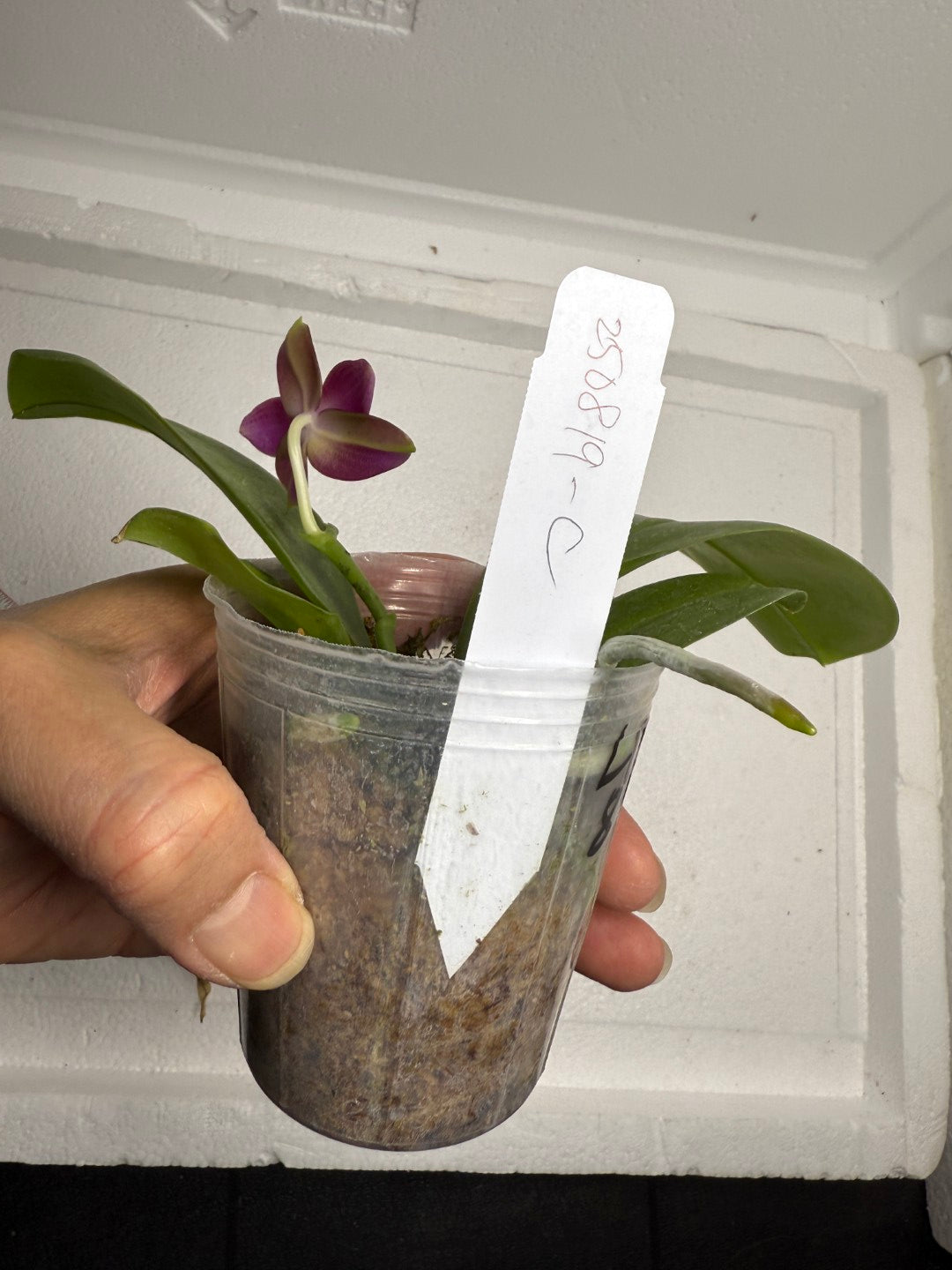 Phalaenopsis (Mituo Ambo X violacea f. Indigo) 250819-C Flowering
