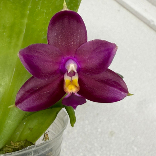 Phalaenopsis (Mituo Ambo X violacea f. Indigo) 250826 Flowering