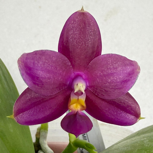 Phalaenopsis (Mituo Ambo X violacea f. Indigo) 250905 Flowering