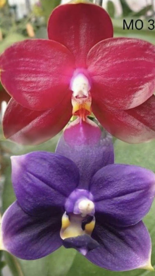 Phalaenopsis (Mituo Ambo X violacea f. Indigo) Seed grown