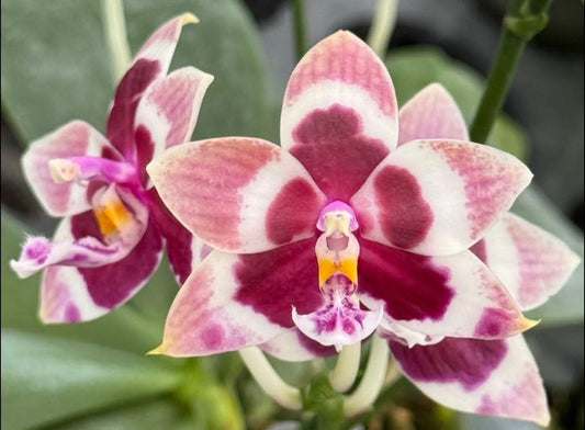 Phalaenopsis LL Blue Magpie (Clone)