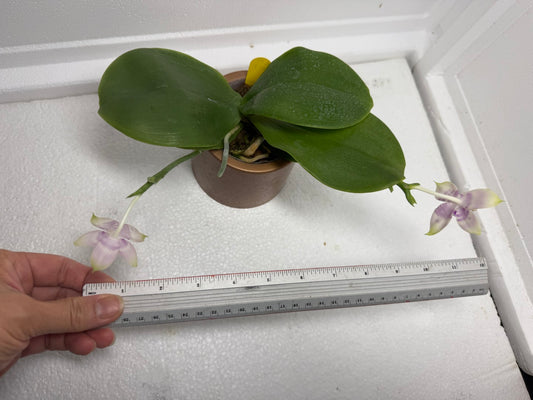Phalaenopsis (Lioulin Blue Kitty X Meidarland Blue Rouge Bird) 250820 Flowering 2 spikes