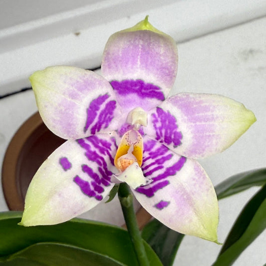 Phalaenopsis (Lioulin Blue Kitty X Meidarland Blue Rouge Bird) 250820 Flowering 2 spikes