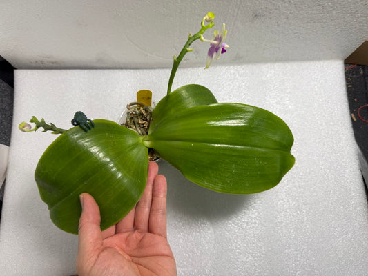 Phalaenopsis (Lioulin Blue Kitty X Meidarland Blue Rouge Bird) 250611 Flowering 2 spikes