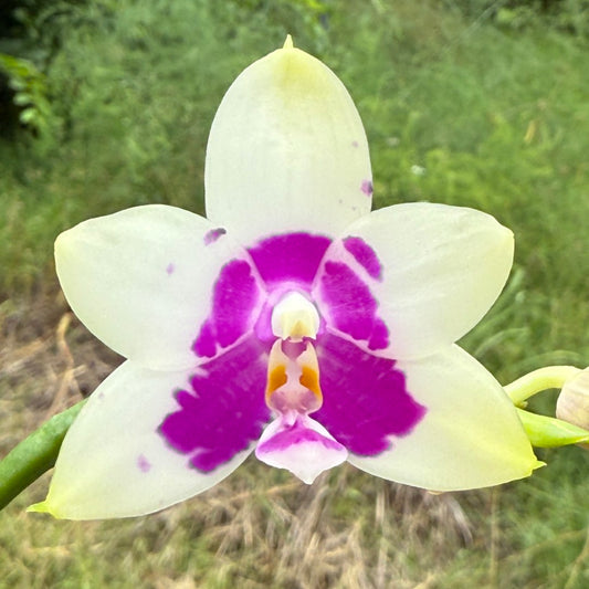 Phalaenopsis (Lioulin Blue Kitty X Meidarland Blue Rouge Bird) 250611 Flowering 2 spikes