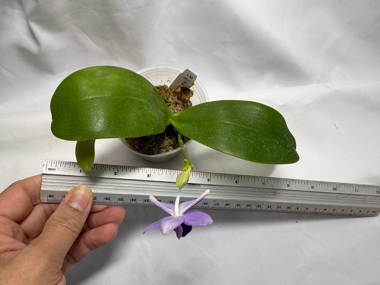 Phalaenopsis Equalacea 'LL'