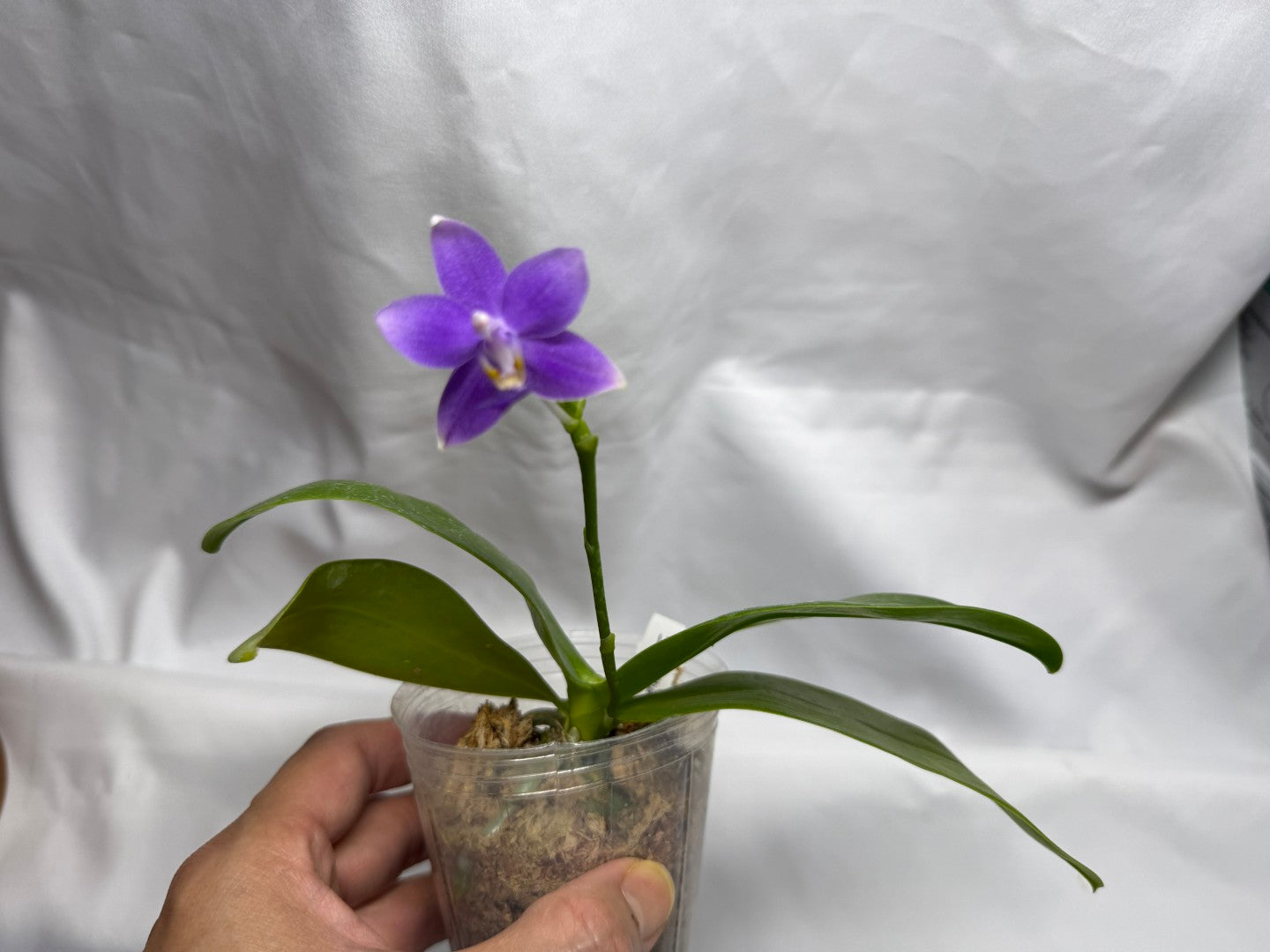 Phalaenopsis Equalacea 'LL'