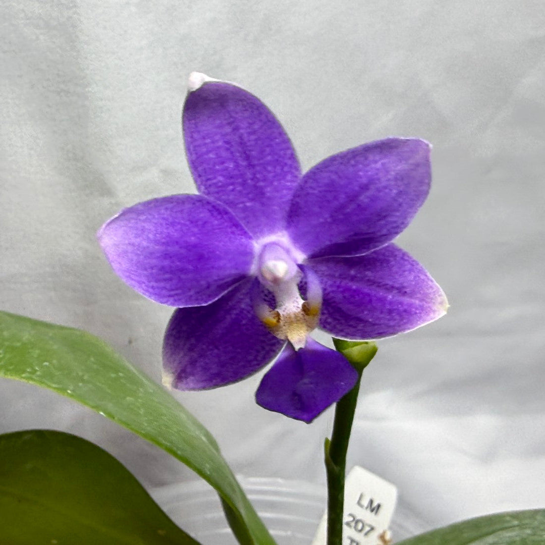 Phalaenopsis Equalacea 'LL'