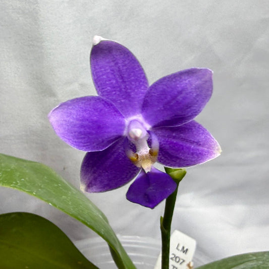 Phalaenopsis Equalacea 'LL'