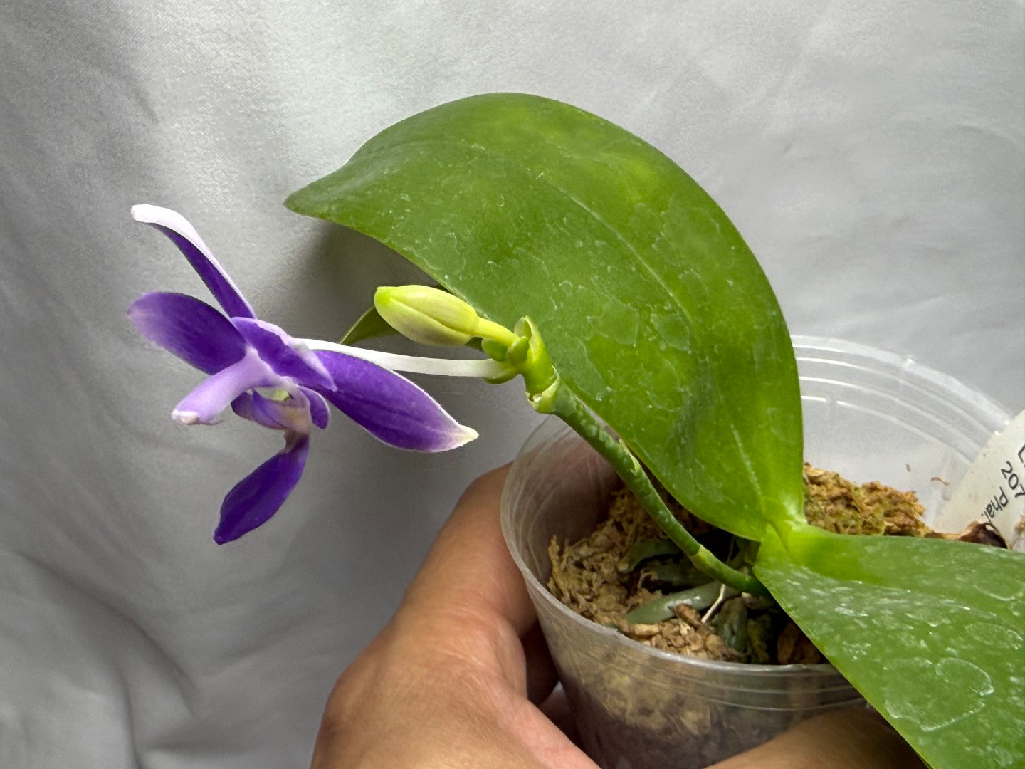 Phalaenopsis Equalacea 'LL'