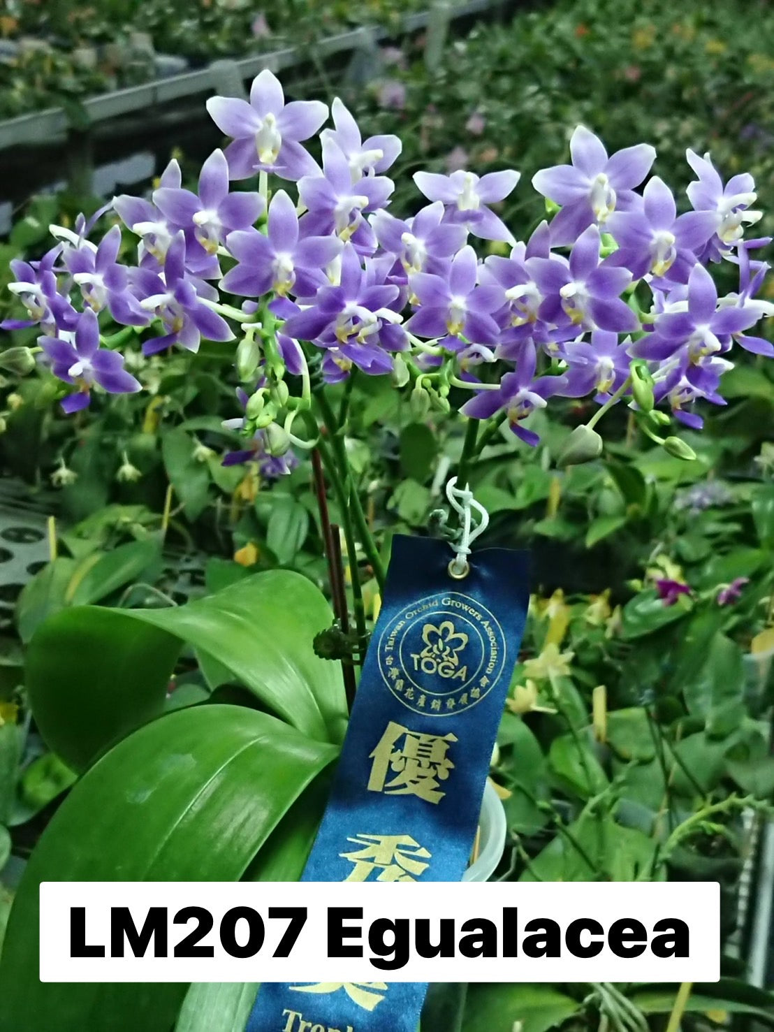 Phalaenopsis Equalacea 'LL'