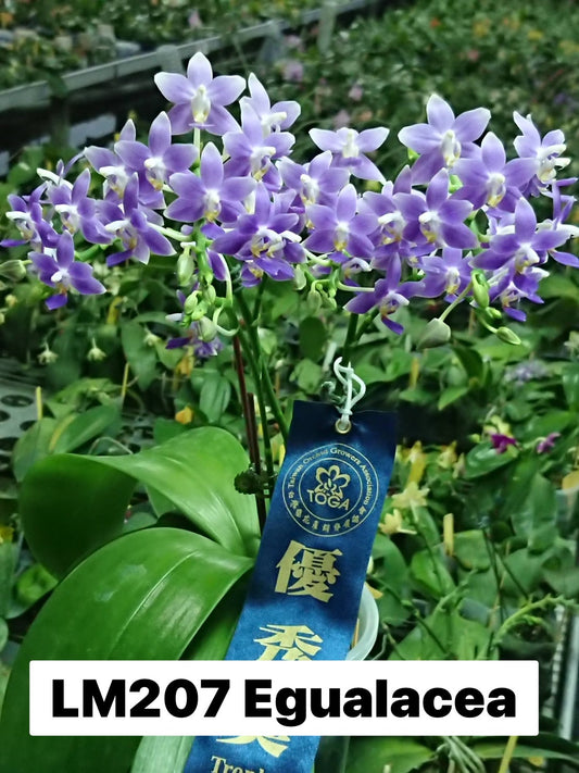 Phalaenopsis Equalacea 'LL'