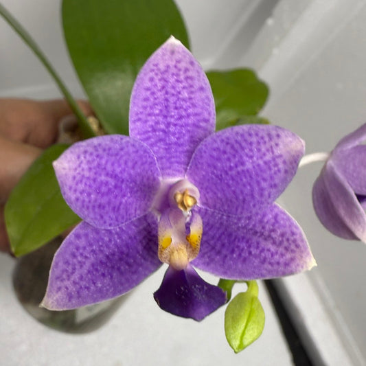 Phalaenopsis Lioulin Blue Star 'F10' 250823 Flowering