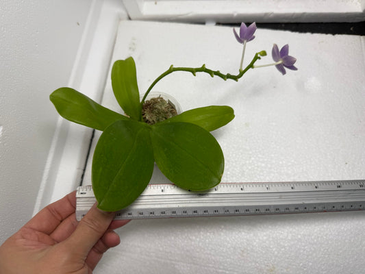 Phalaenopsis Lioulin Blue Star 'F10' 250823 Flowering