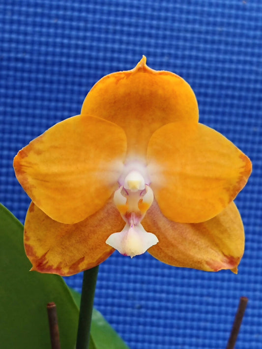 Phalaenopsis (Chian Xen Gold x Hawii Dragon Girl)