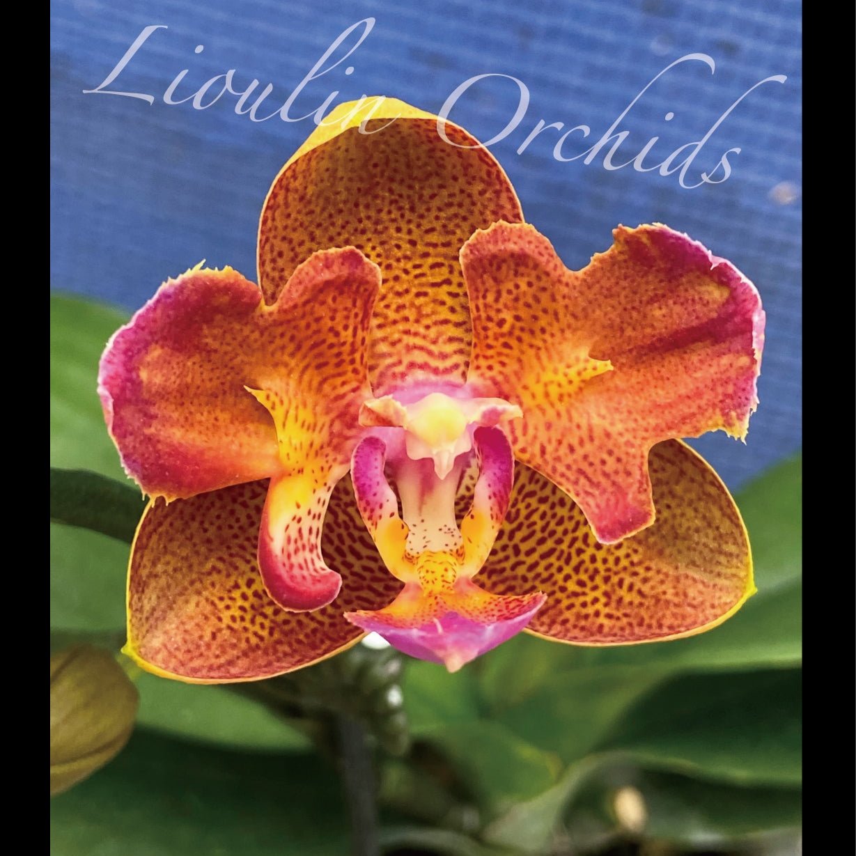 Phalaenopsis Lioulin Orange 'P1' – Big Leaf Orchids