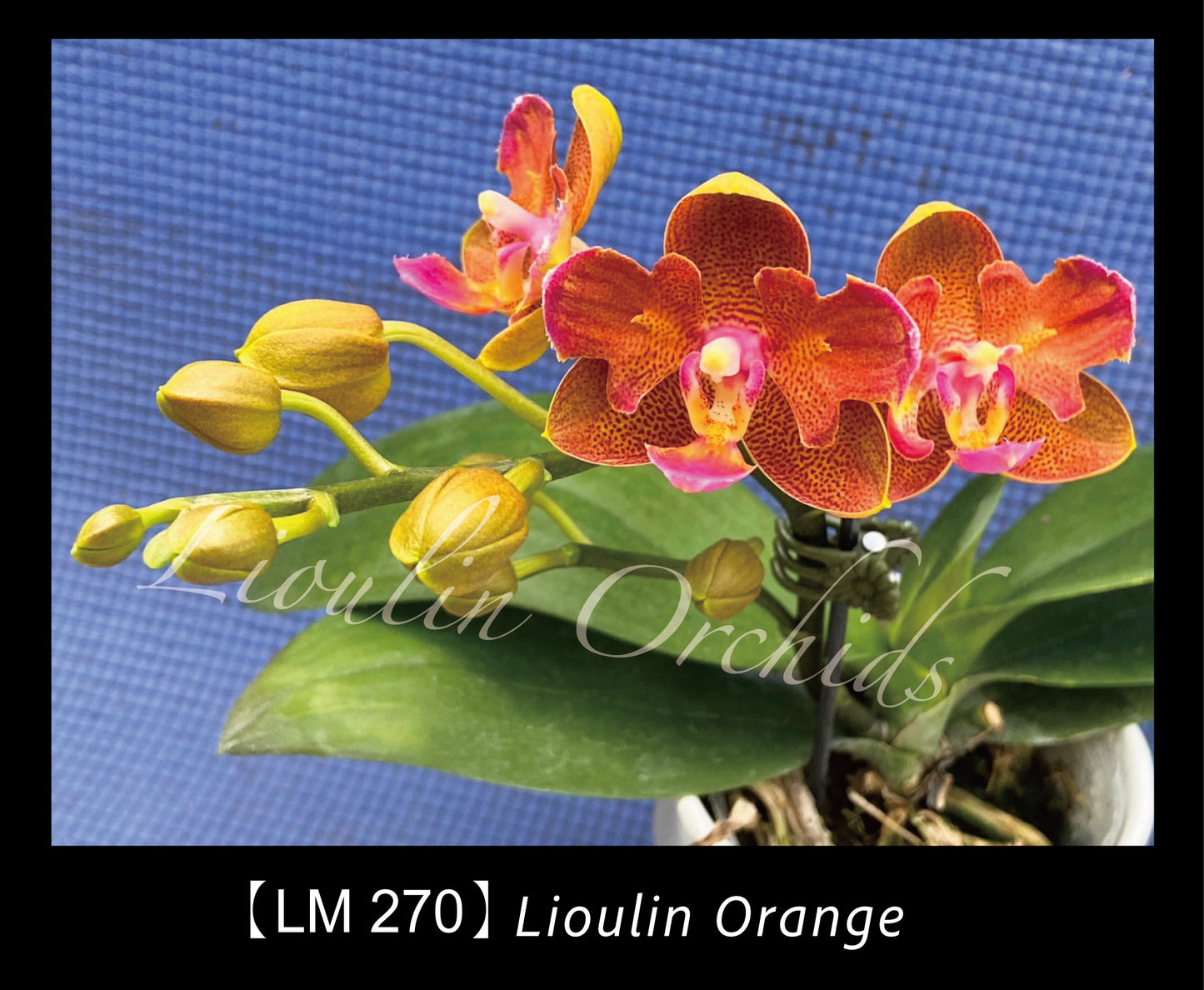 Phalaenopsis Lioulin Orange 'P1'