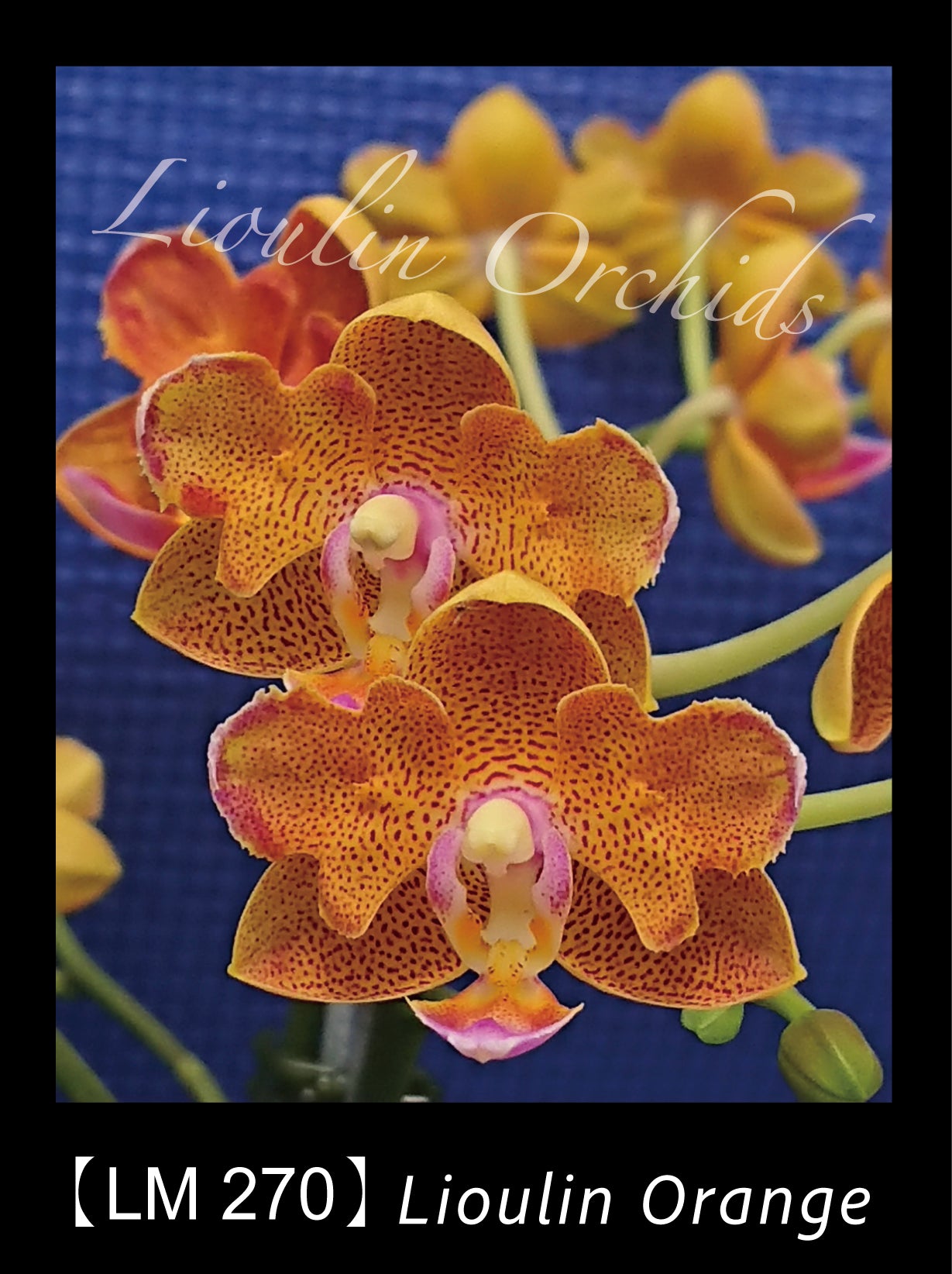 Phalaenopsis Lioulin Orange 'P1'