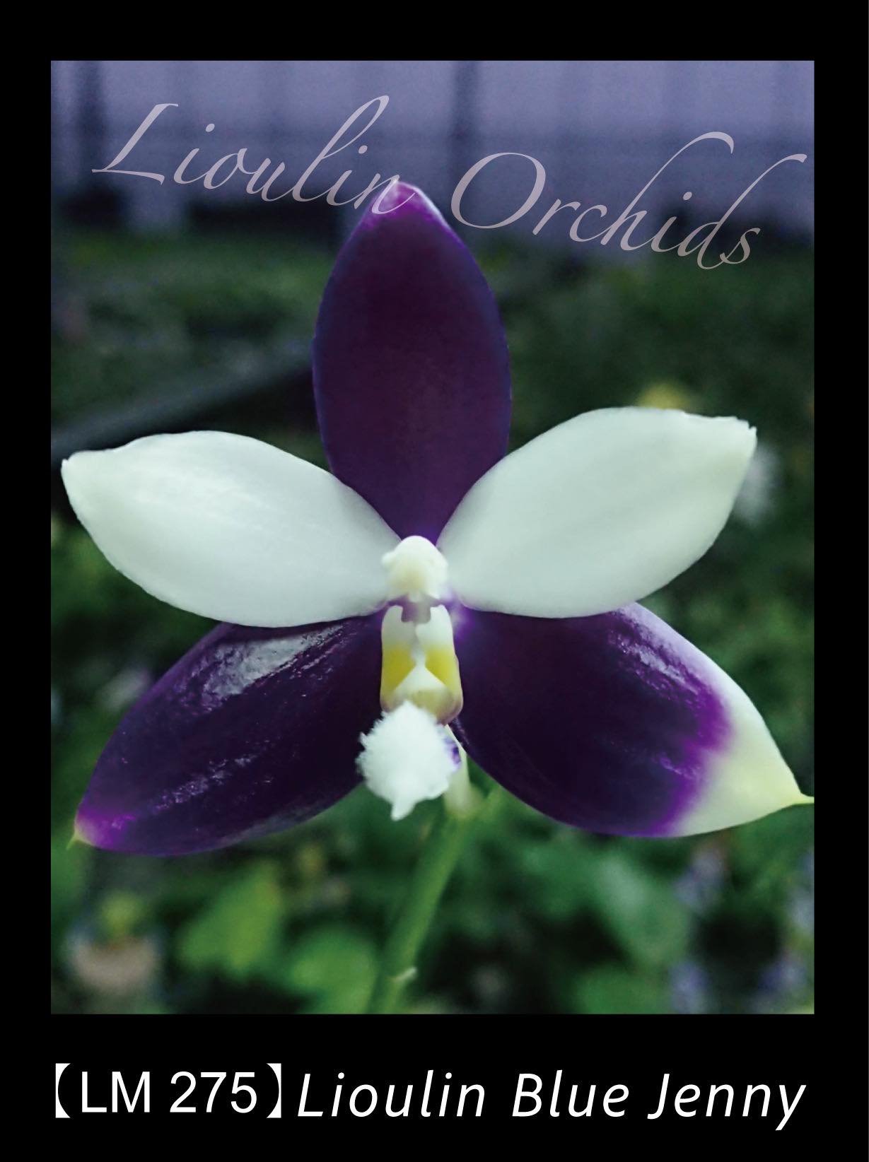 Products – Page 7 – Big Leaf Orchids