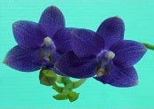 Phalaenopsis Lioulin Blue Pixie 'LL'