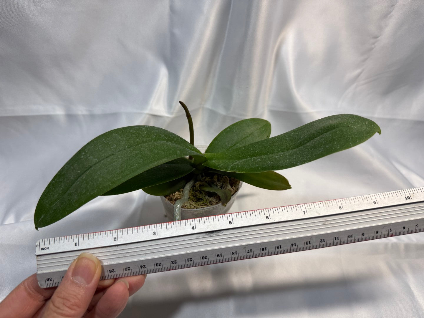 Phalaenopsis CX Red Plum (Clone) 251207 Spiking