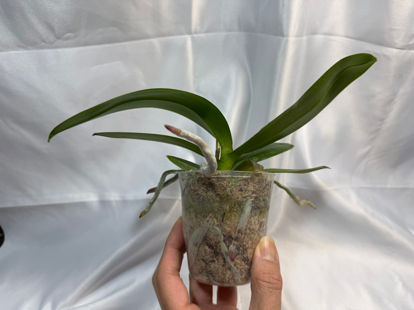 Phalaenopsis CX Red Plum (Clone) 251207 Spiking