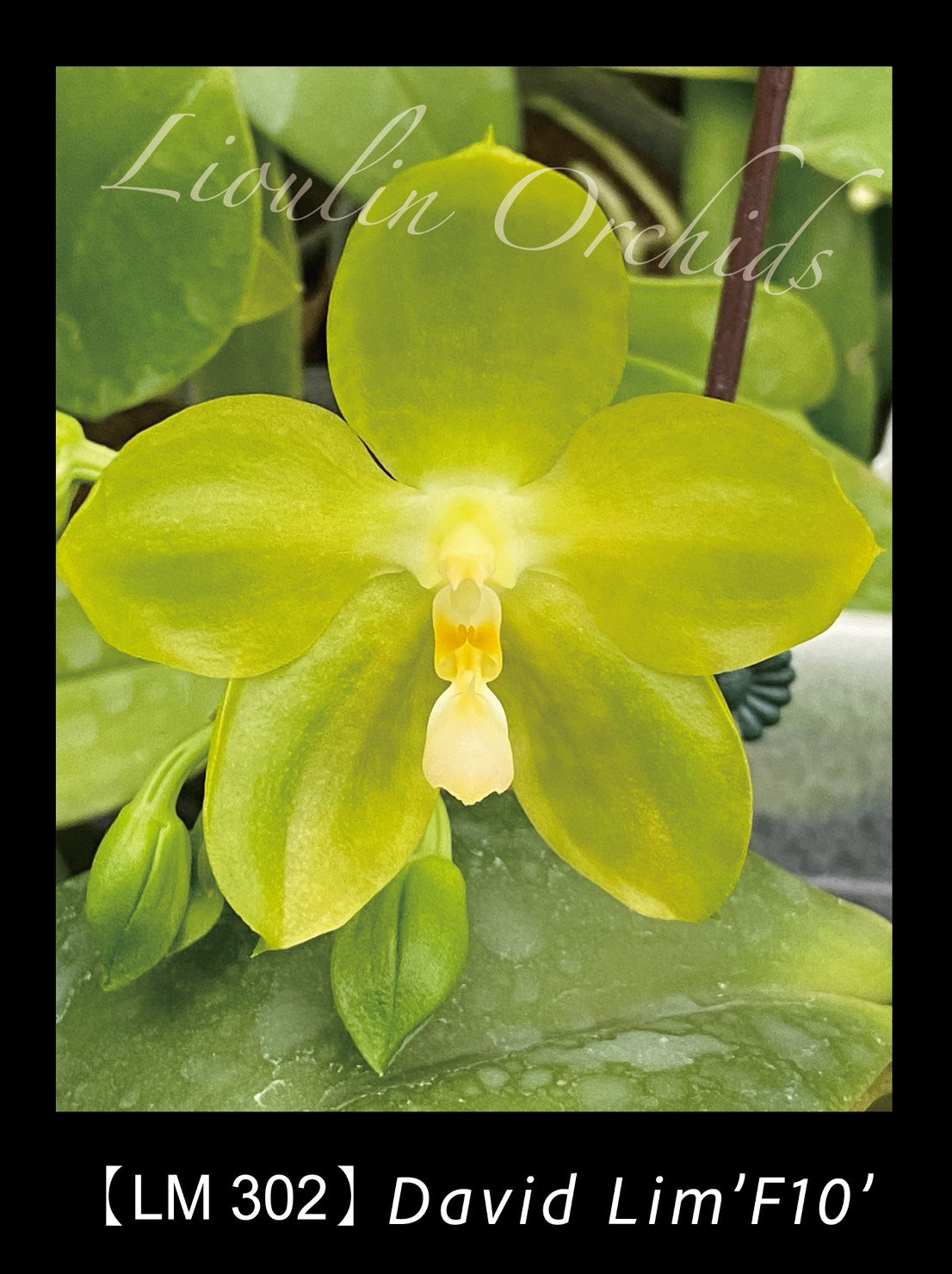 Phalaenopsis David Lim 'F10'