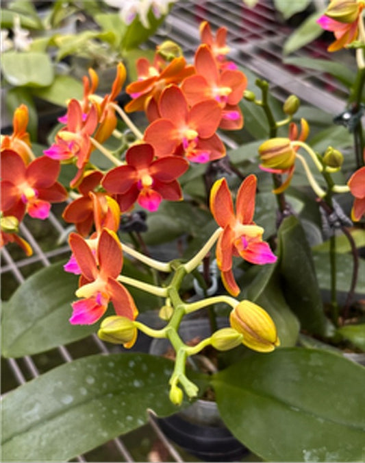 Phalaenopsis (Chiali Little Gold x Yushan Little Orange) 'LM307'