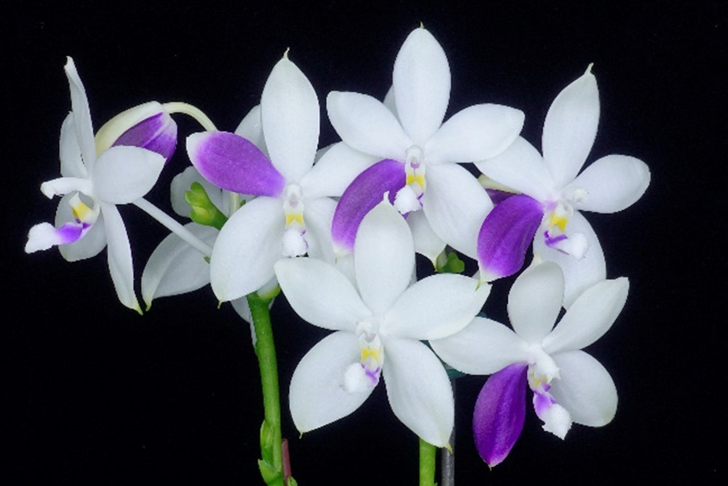 Phalaenopsis Lioulin Blue Jenny 'Wilson Blue'