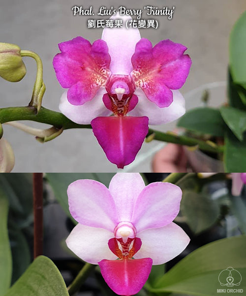 Phalaenopsis Liu's Berry 'Trinity'