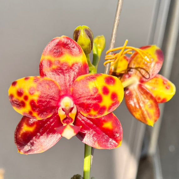 Phalaenopsis Lyndon Tai Chi (Clone)