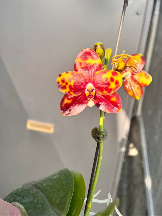 Phalaenopsis Lyndon Tai Chi (Clone)