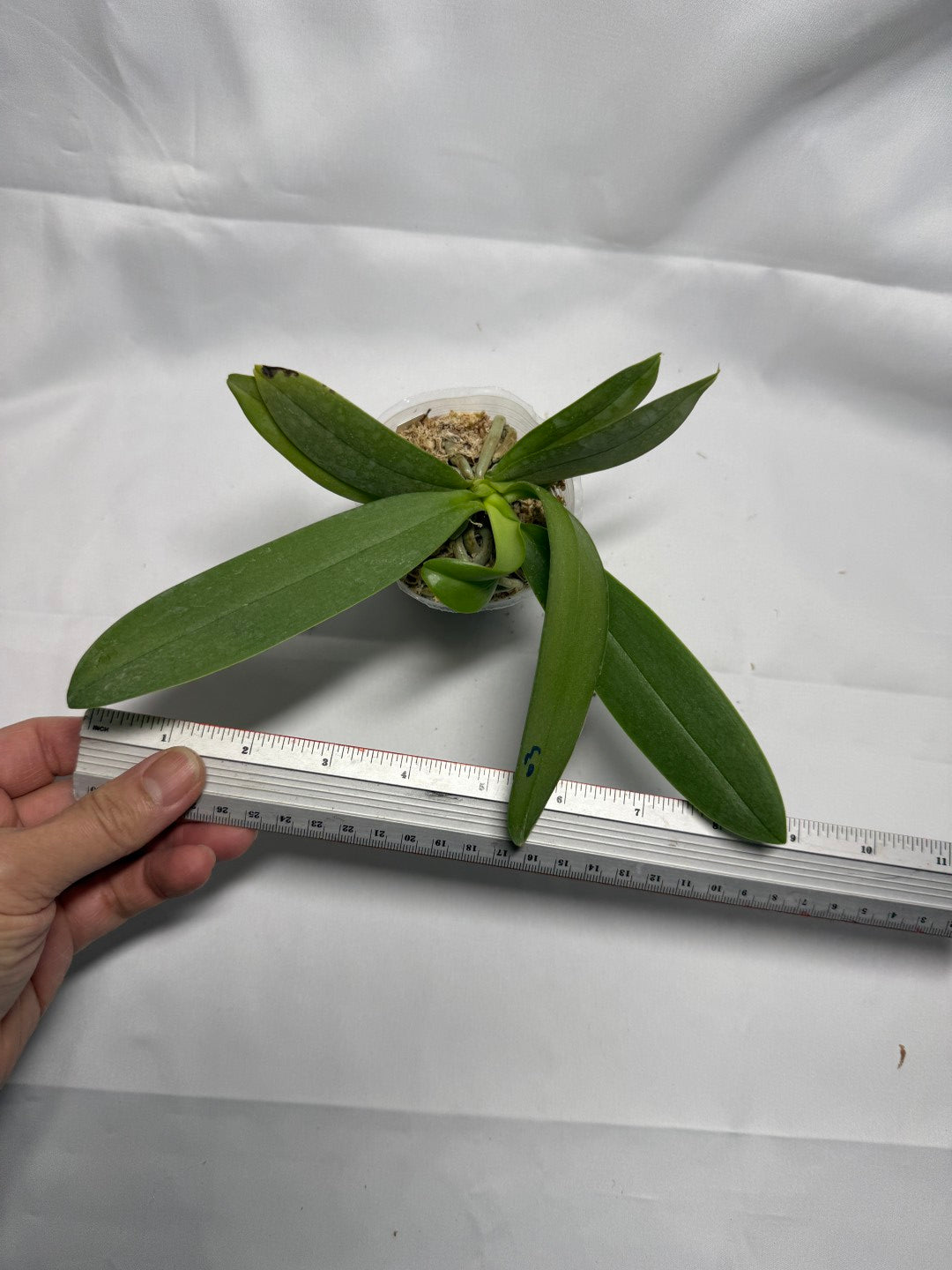 Phalaenopsis Su’s Glad Kid ‘Blue’ (Clone)