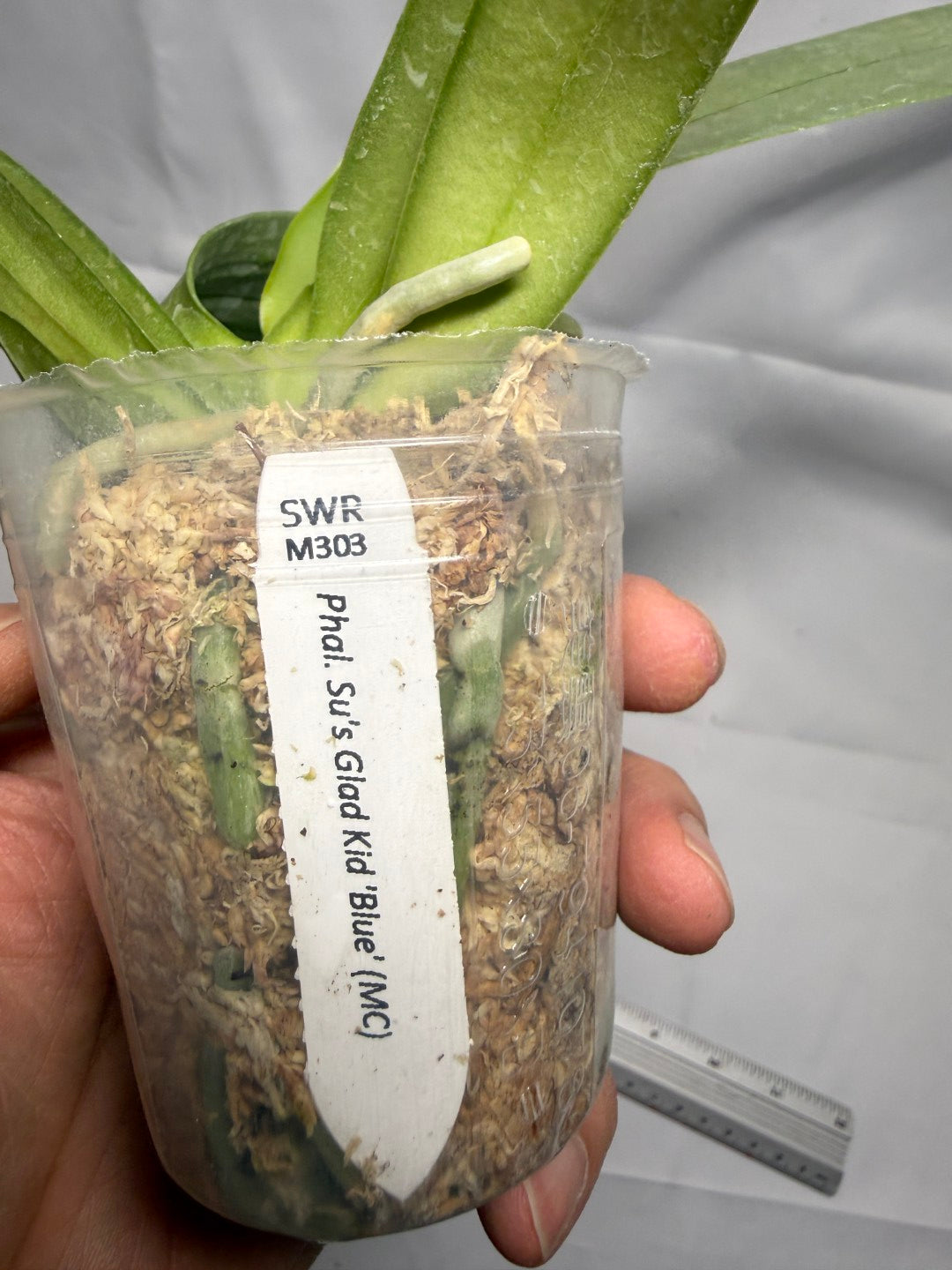 Phalaenopsis Su’s Glad Kid ‘Blue’ (Clone)