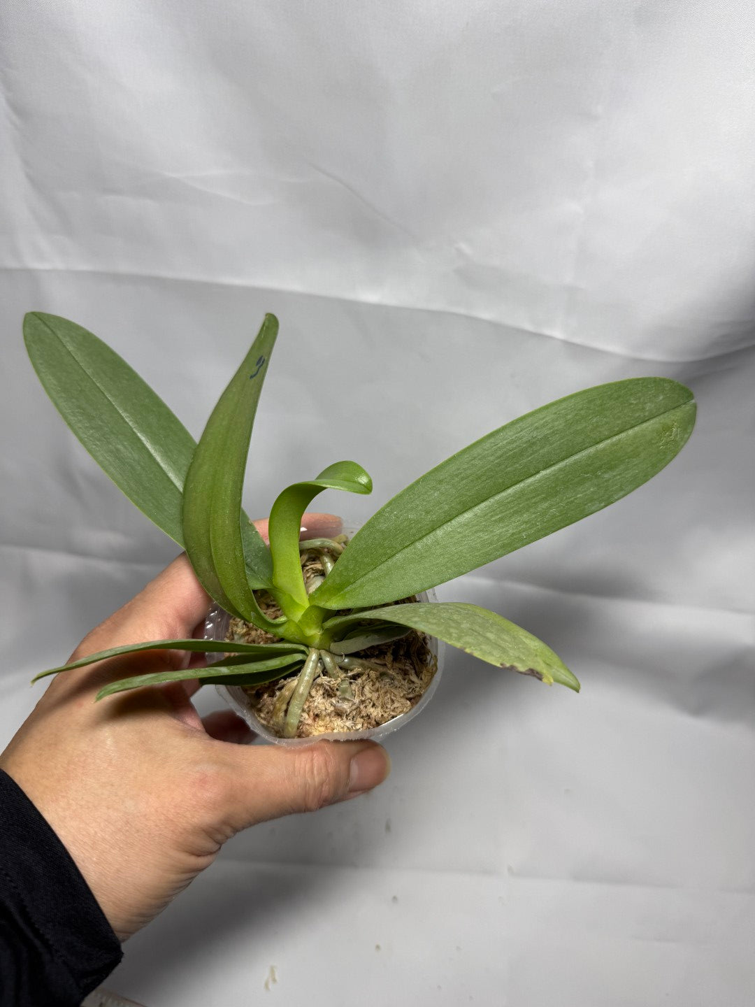 Phalaenopsis Su’s Glad Kid ‘Blue’ (Clone)