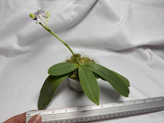 Phalaenopsis Su’s Glad Kid ‘Blue’ 260614 Flowering