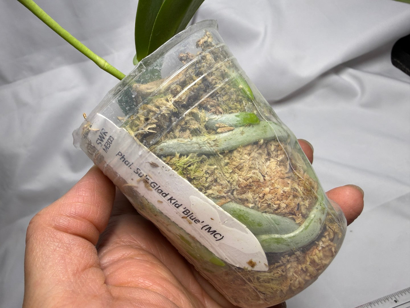 Phalaenopsis Su’s Glad Kid ‘Blue’ 260614 Flowering