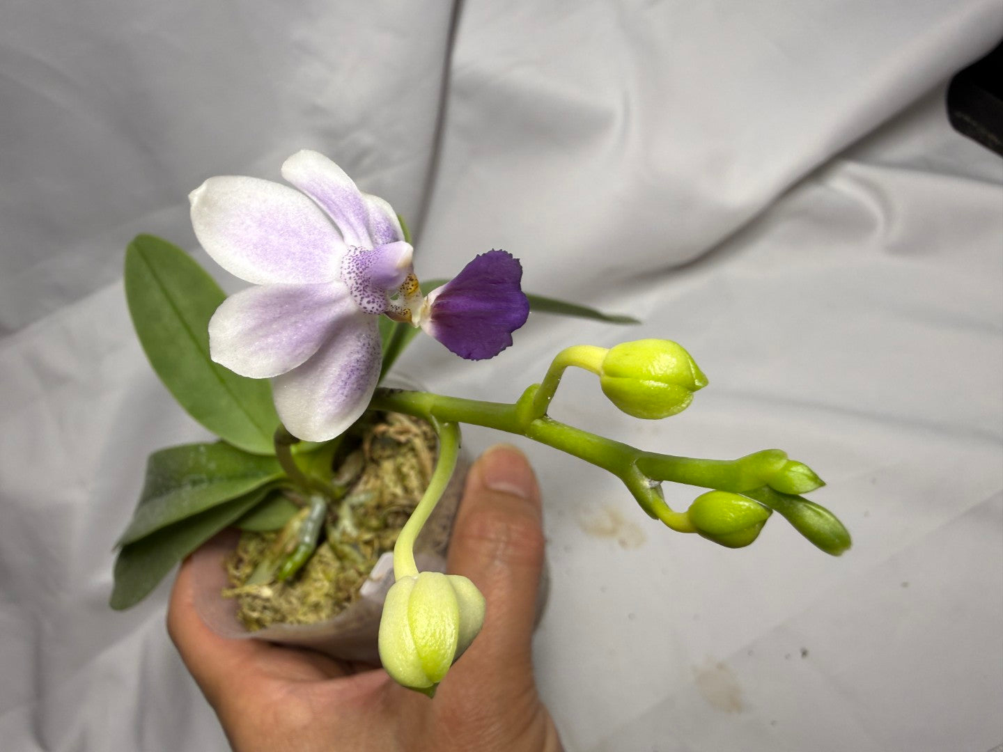 Phalaenopsis Su’s Glad Kid ‘Blue’ 260614 Flowering